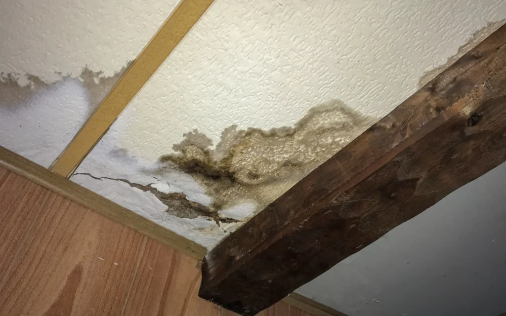 Mold damage on a ceiling and joist requiring remediation and removal in Maryland